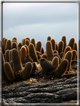 foto Flora e la fauna della Isole Galapagos